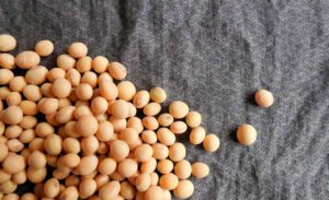 semillas-soja